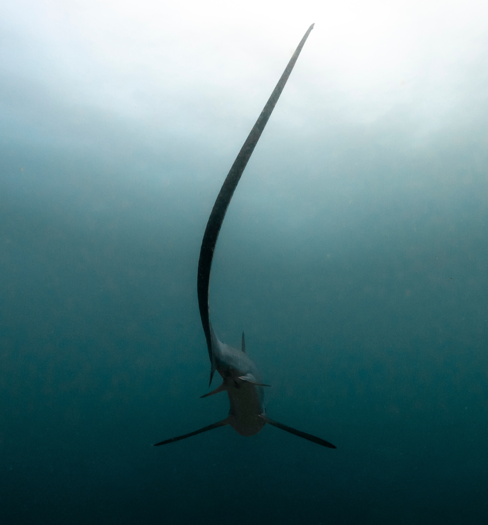 a thresher shark swims away with an incredibly long tail a thresher shark swims away with an incredibly long tail
